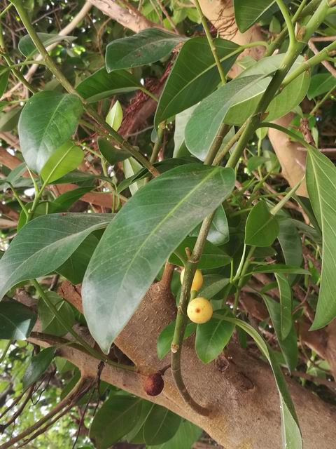 Quale Ficus?  Ficus rubiginosa o  suo ibrido